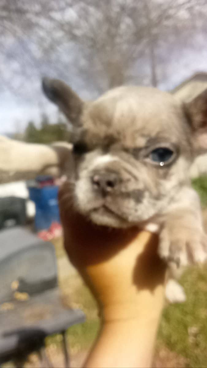 French bulldog sale image 3