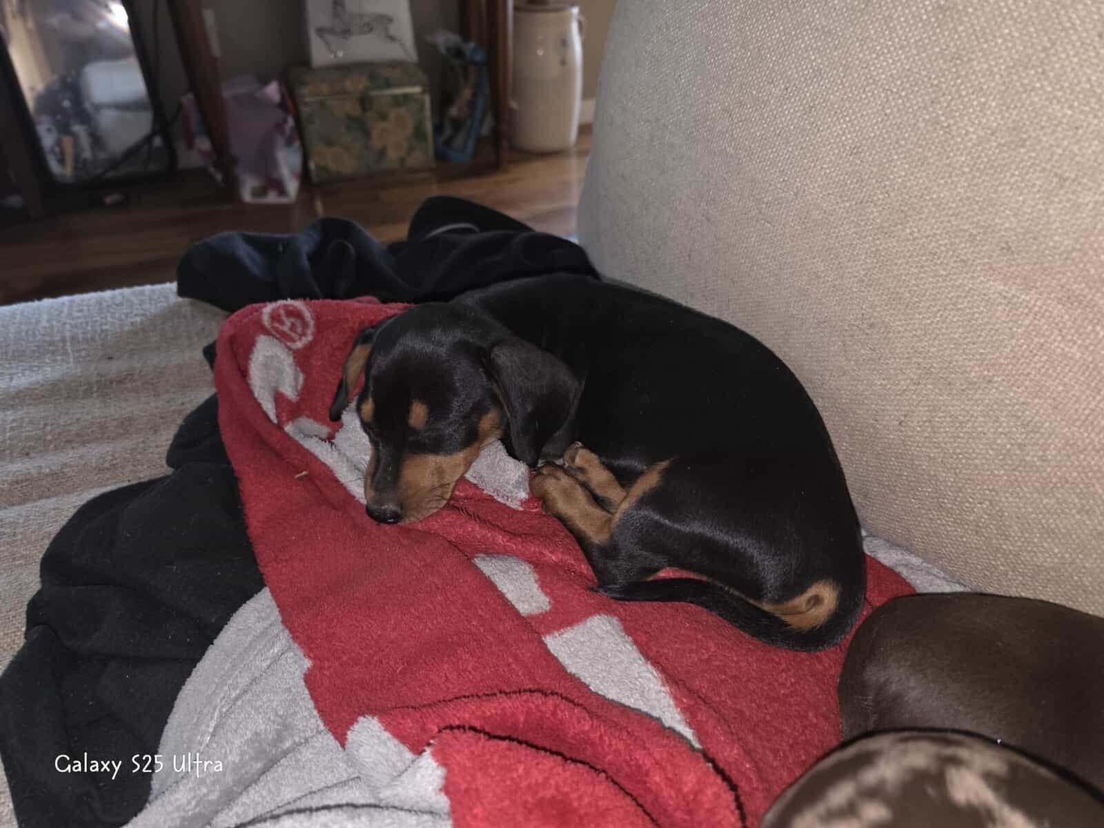 Chiweenie puppies image 10