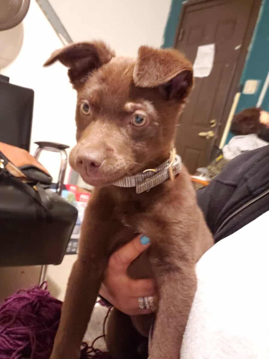 Meet Hazel image 1