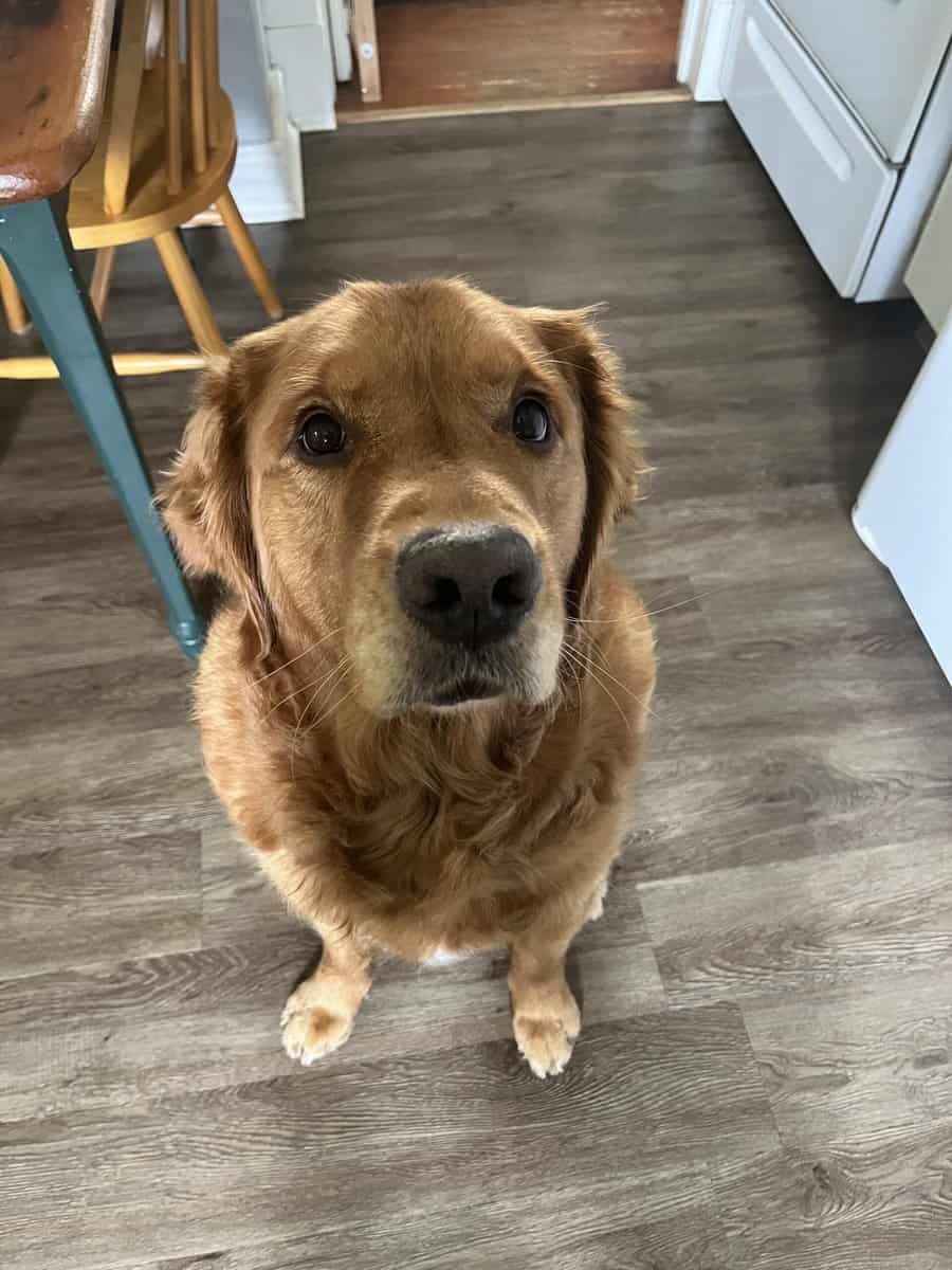 Golden Retriever Adoption image 1
