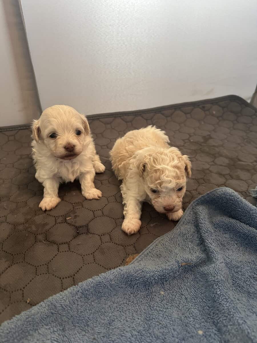 AKC Tiny puppies image 1