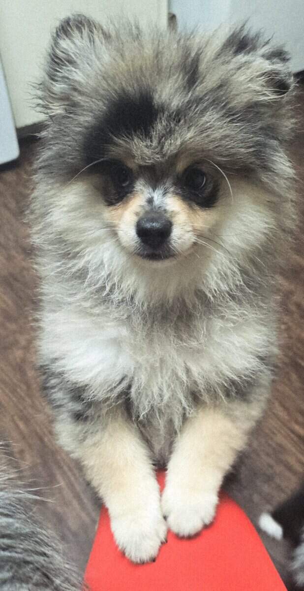 Pomeranians Available image 2