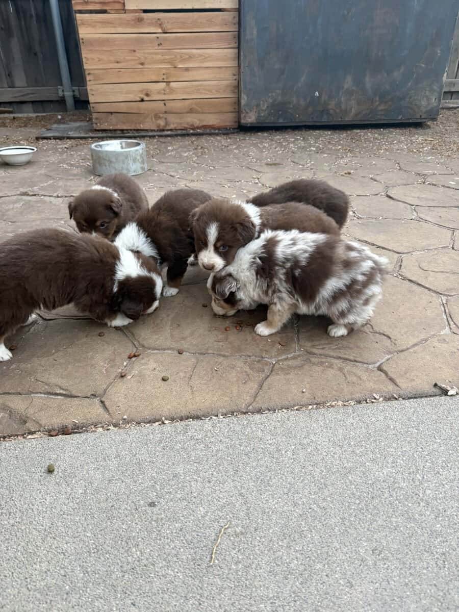 Australian Shepherd Puppies image 2