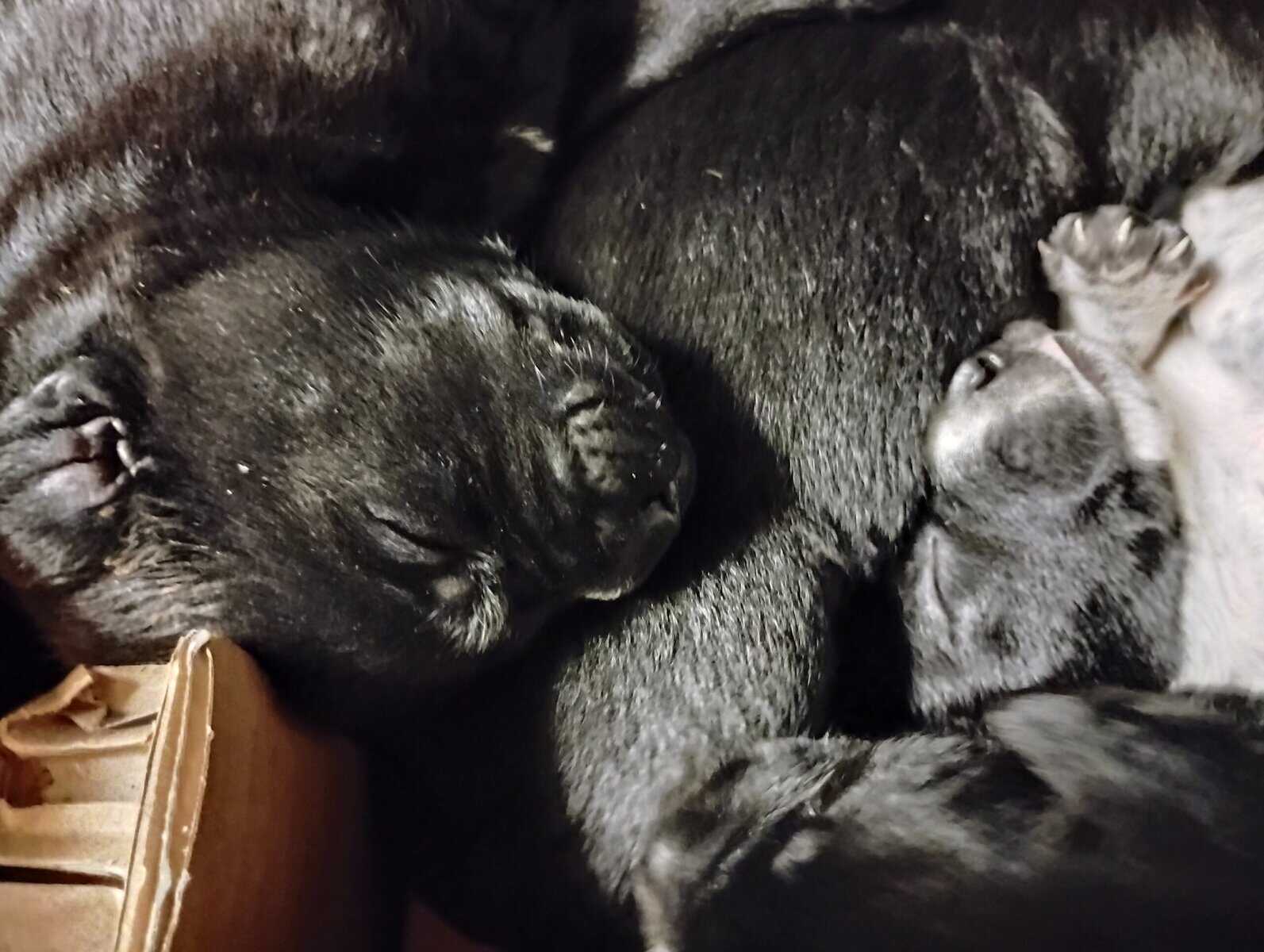 Aussiedor Puppies, Available End of March image 7