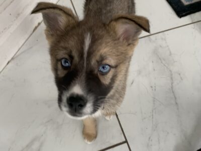 Beautiful Husky/Shepherd Mix Puppies