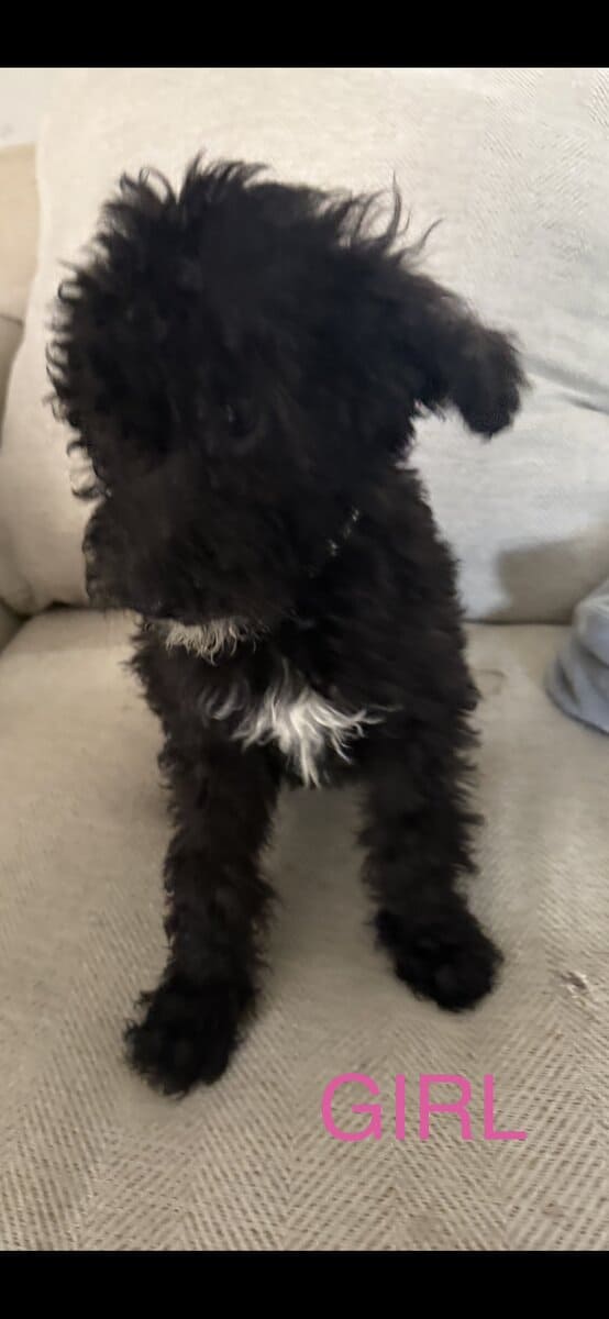Goldendoodles F1B Hypoallergenic image 17