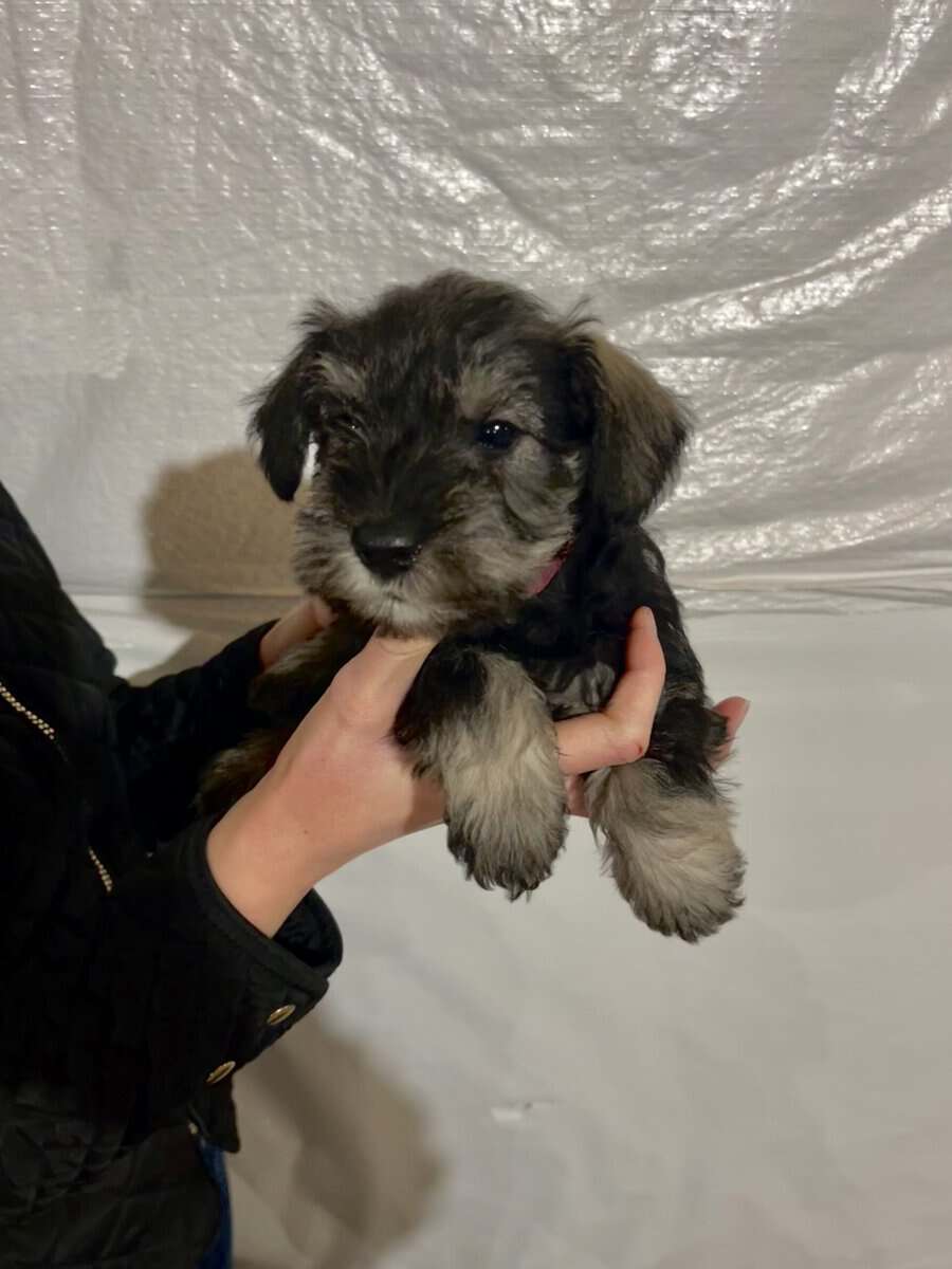 Miniature Schnauzer image 3
