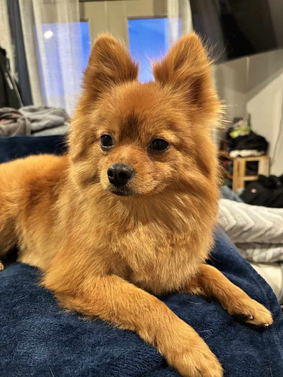 Pomeranian- Male- Purebred image 1