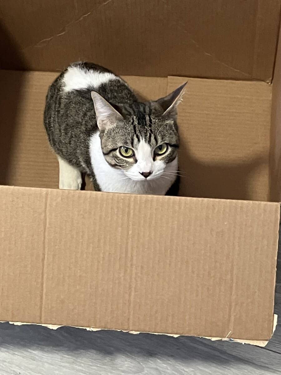 Munchkin for adoption image 4