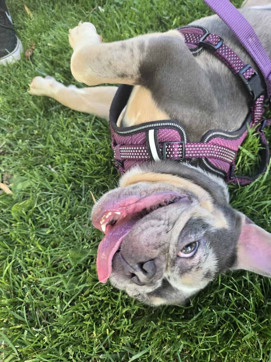 Blue Merle Male Frenchie image 3