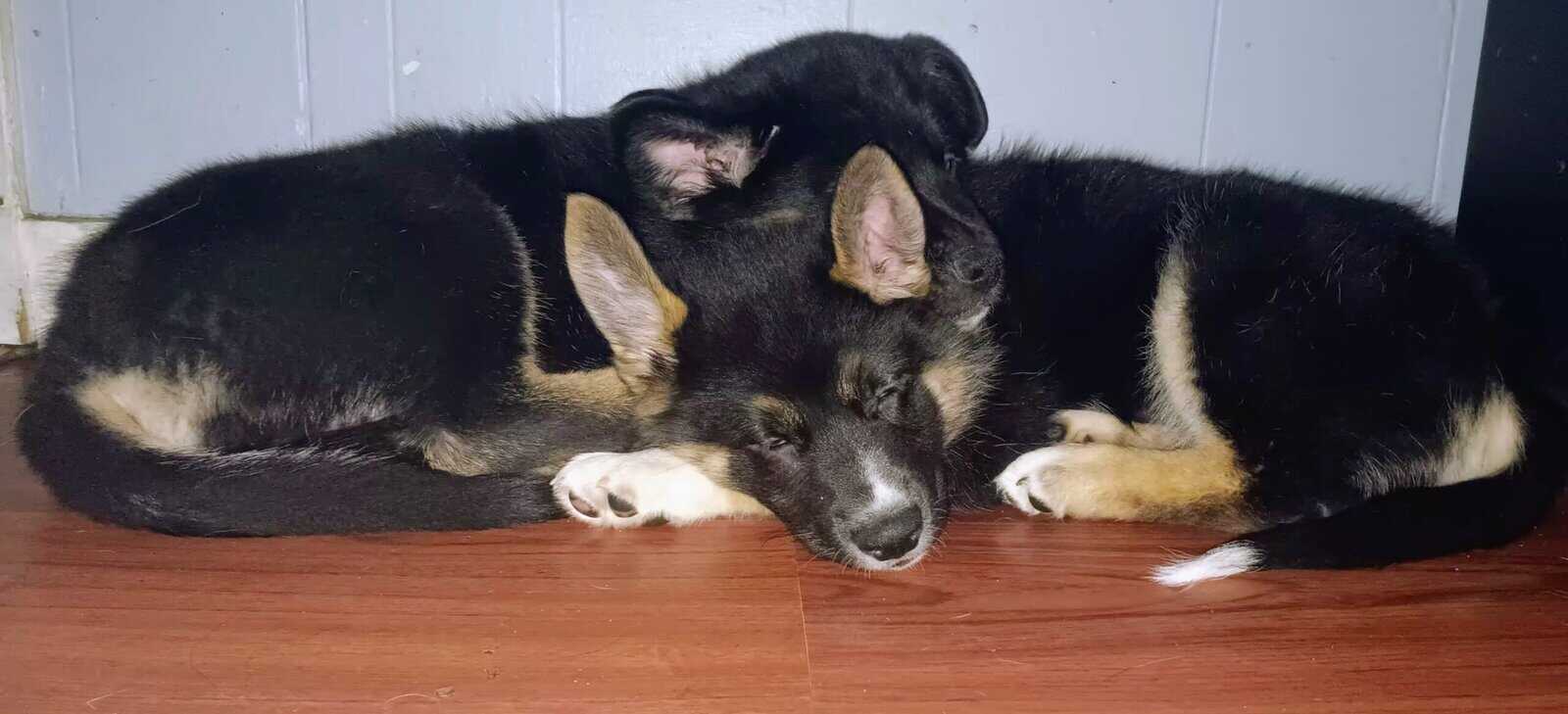 German Shepard Husky Puppies image 4