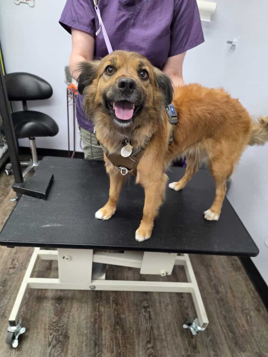 Dog in search of a forever home. image 1