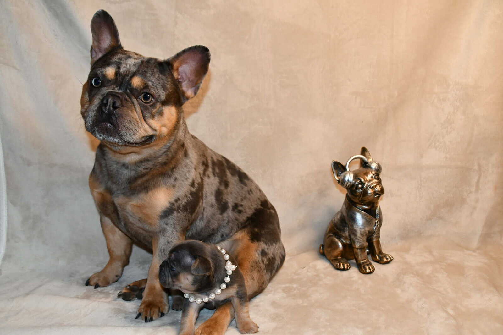 Litter of 6 for Sell - French Bulldogs image 21