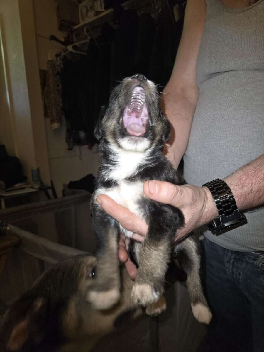 Labradoodle hybrid needs forever home image 4