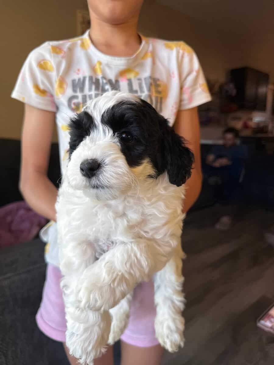 Maltipoo Puppies image 2