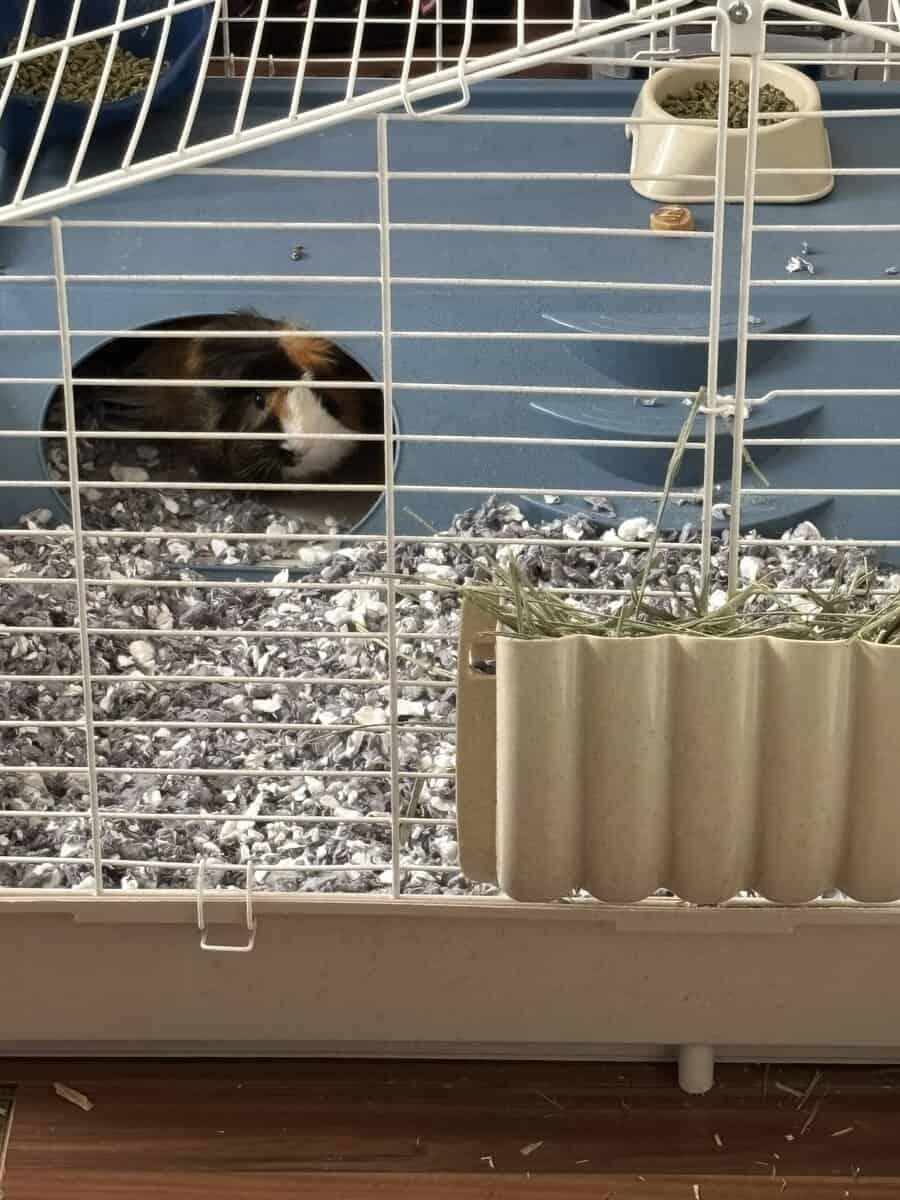 Male guinea pigs! image 3