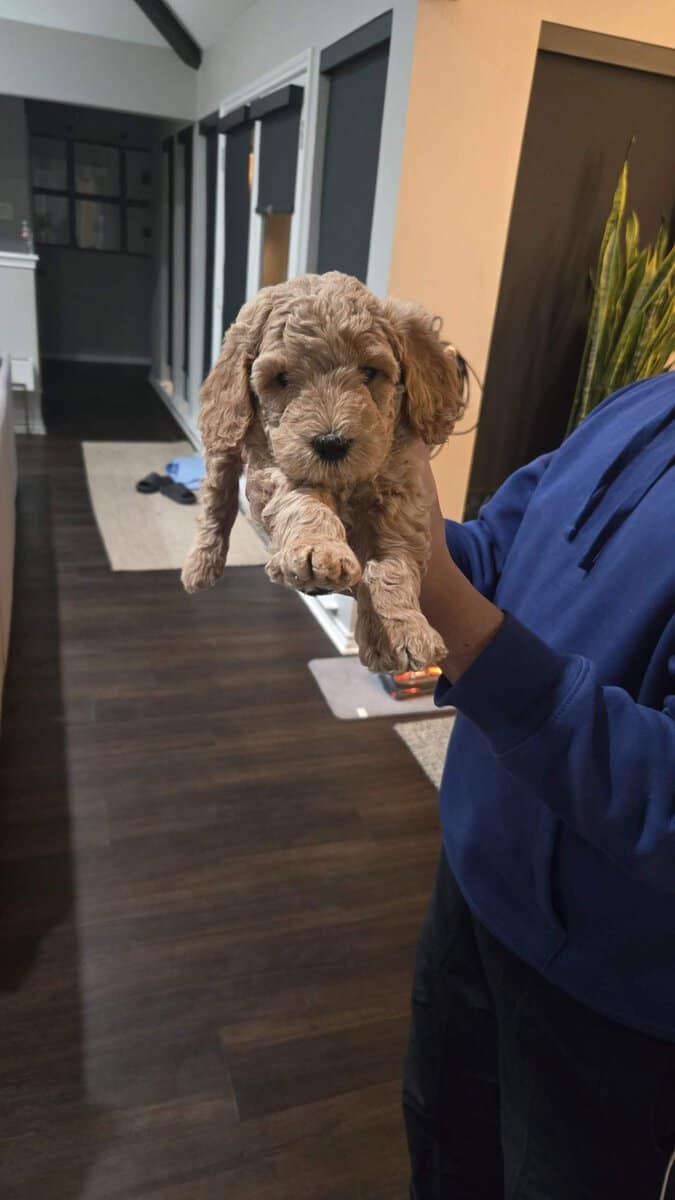 Goldendoodle pups image 4