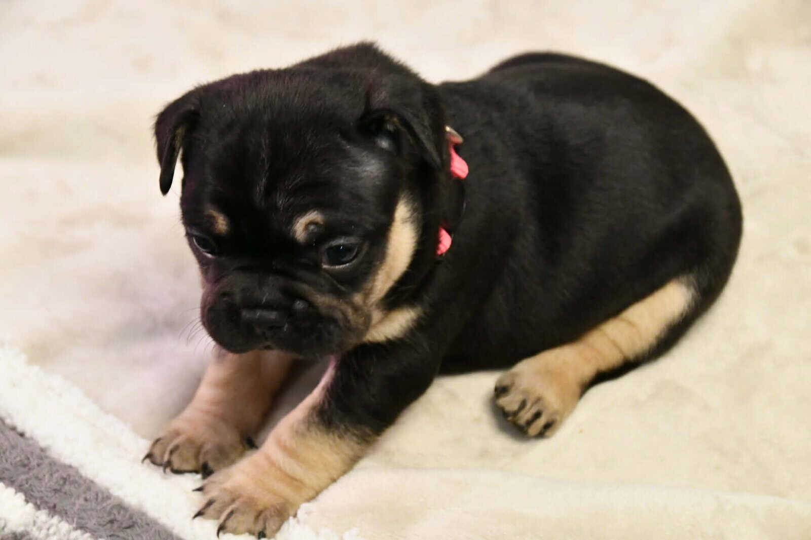 Litter of 6 for Sell - French Bulldogs image 6