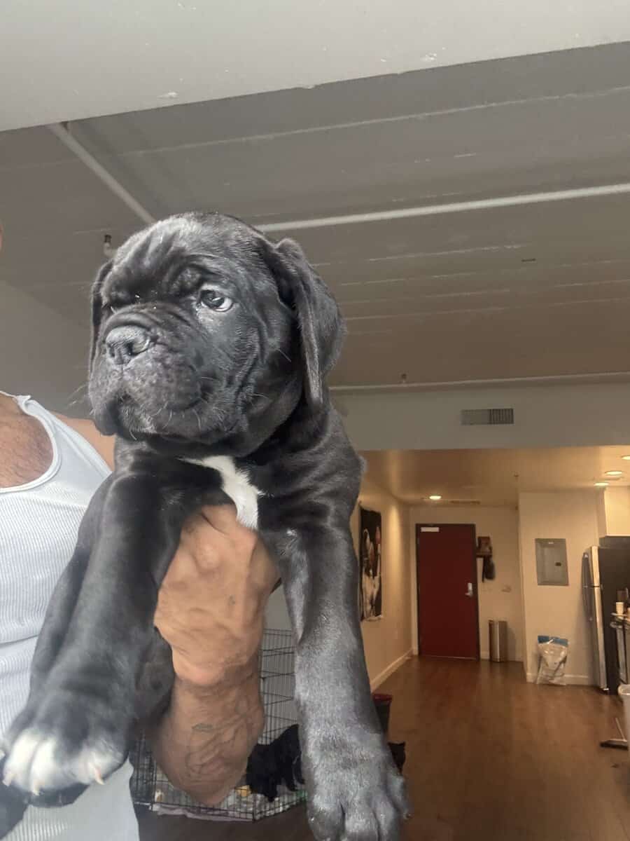 Cane Corso image 3