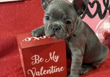 Beau- Male French BullDog