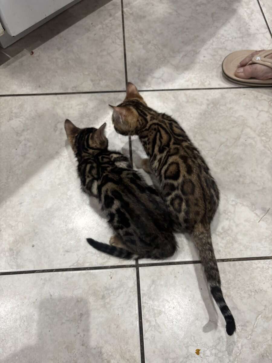 Bengal kittens image 6