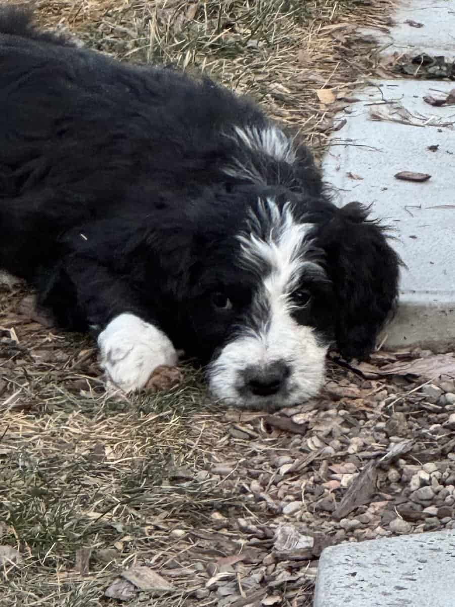 Bernedoodle Puppies image 8