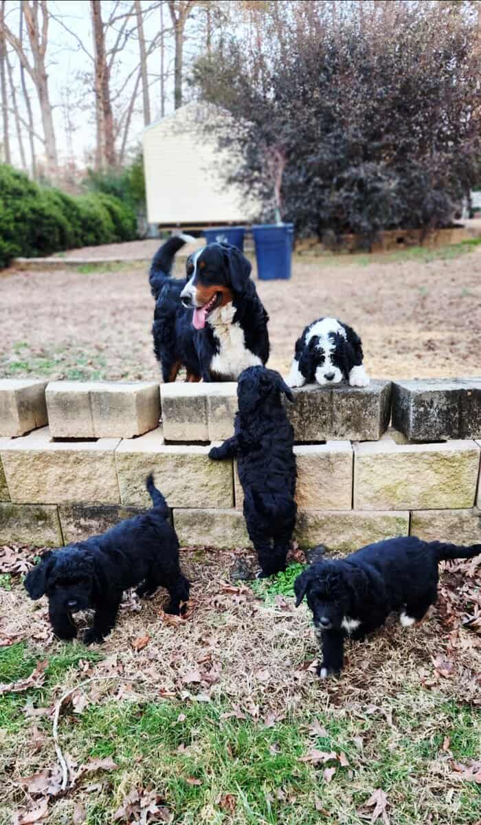 Bernedoodle F1 Puppies image 5