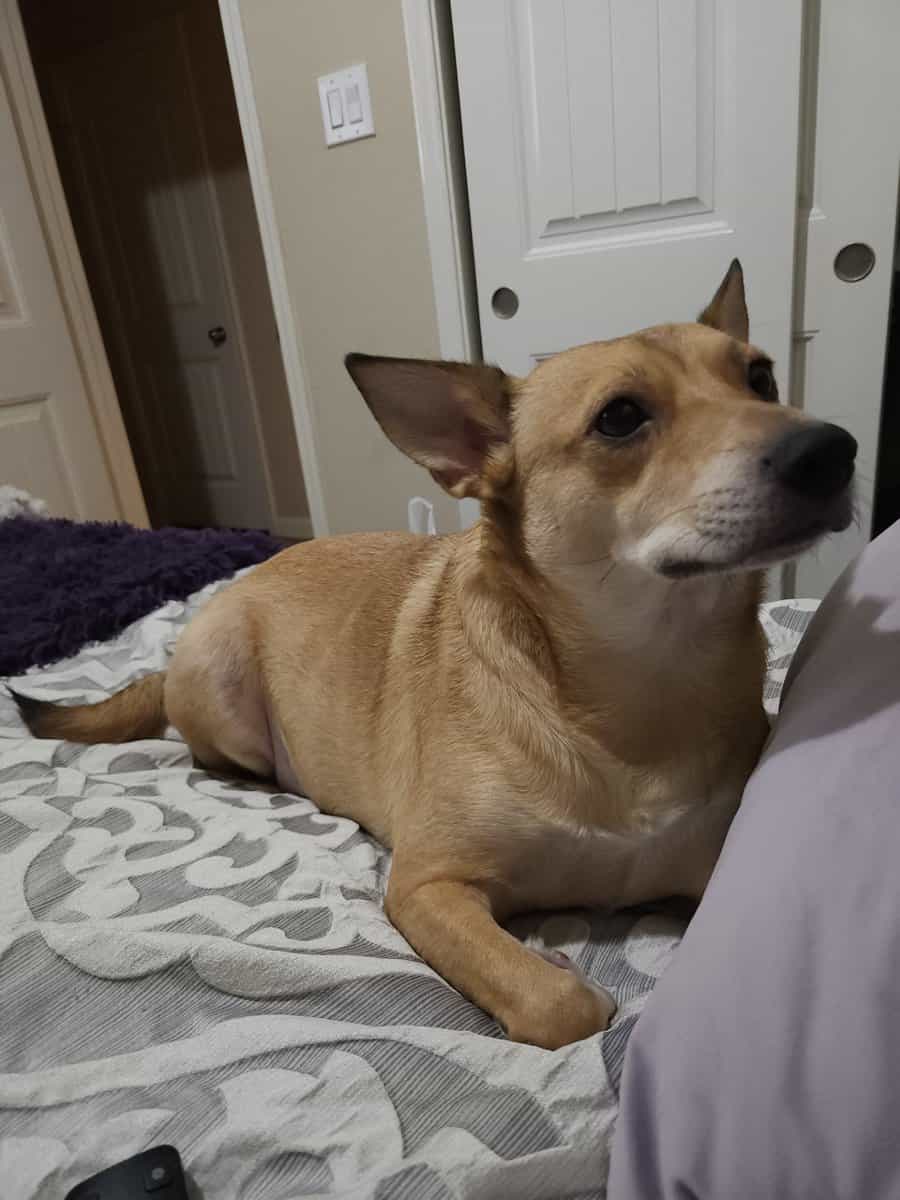 Rehoming My Sweet Girl, Mimi 🐾💔 image 2
