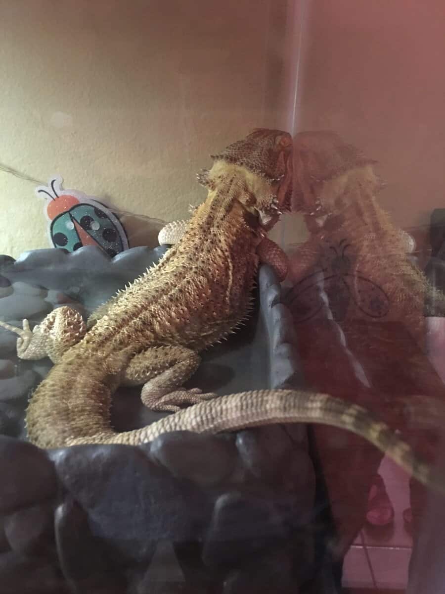 Beautiful Male Bearded Dragon for Sale image 2