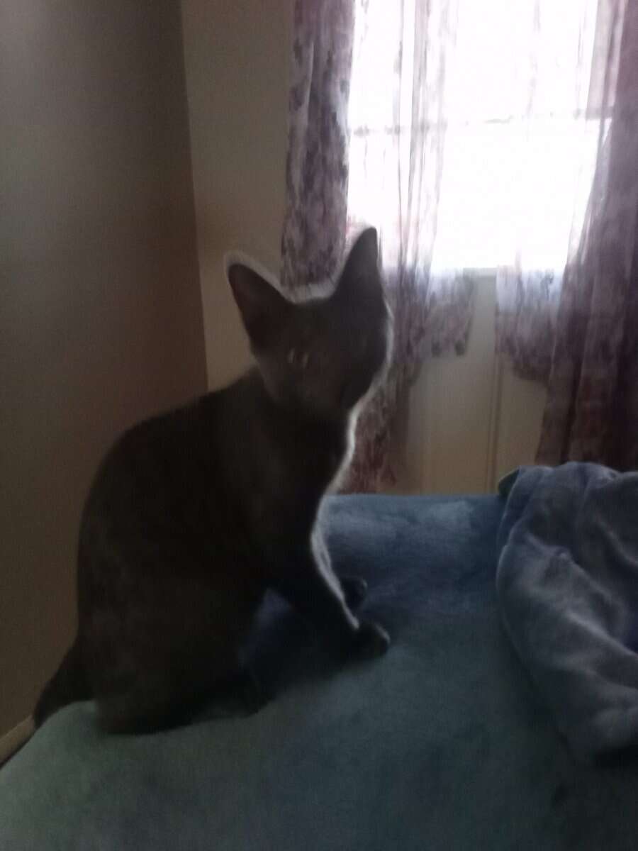 Free kitten image 2