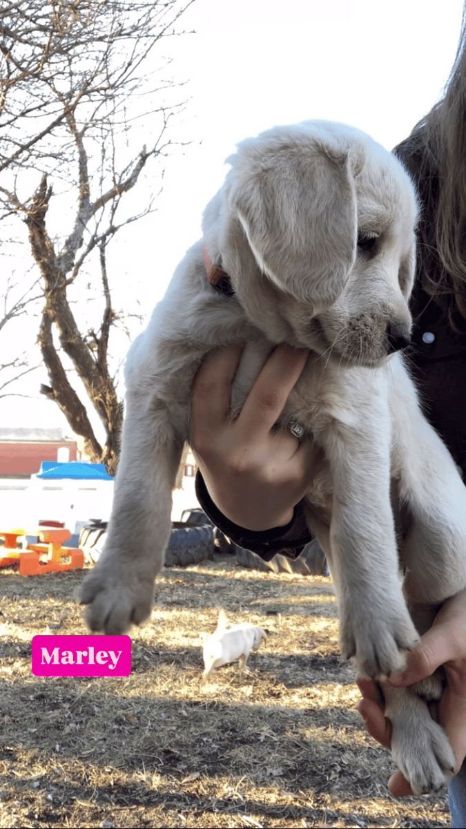 Kansas Labradoodles image 8