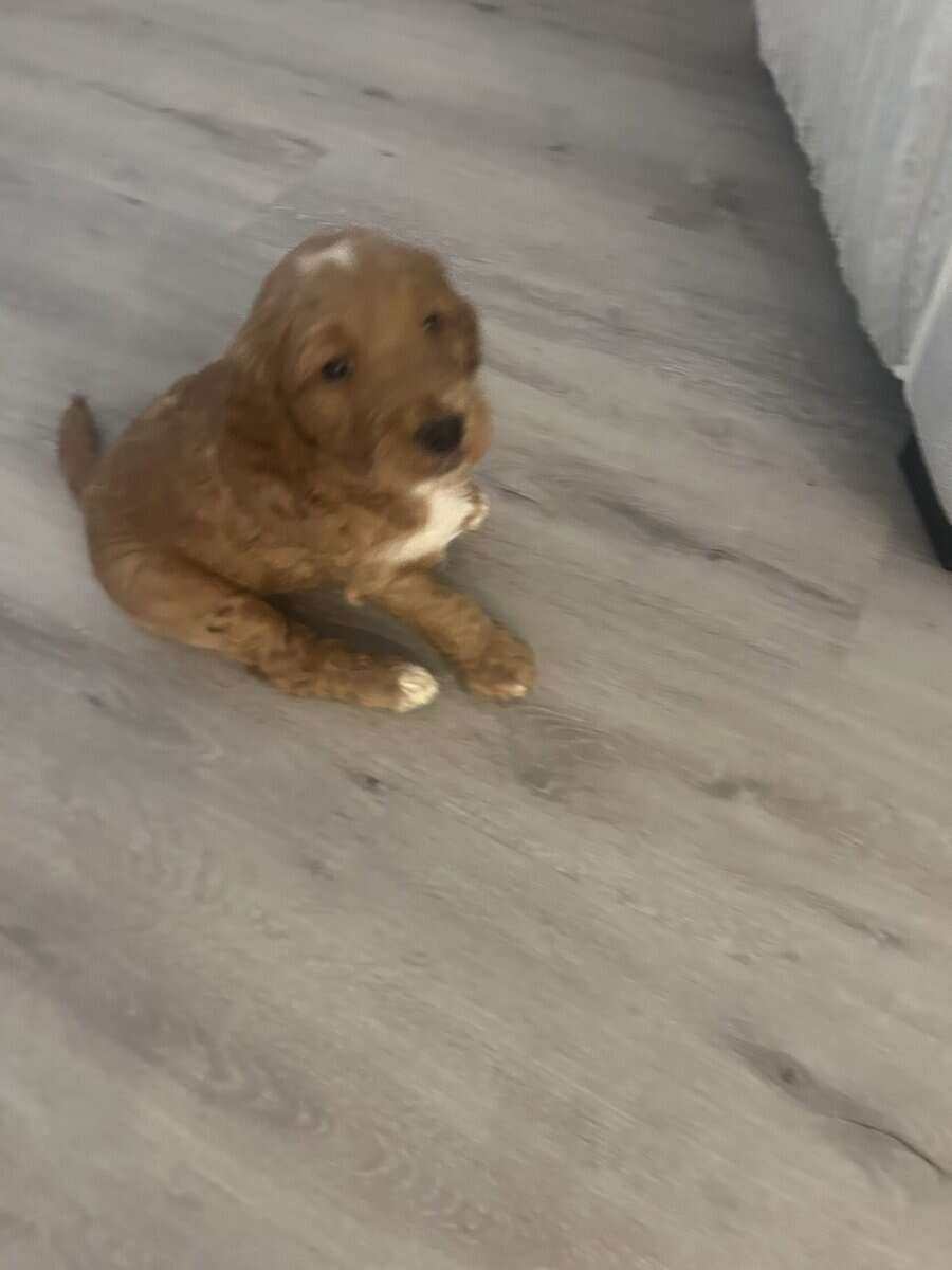 Golden doodle image 5