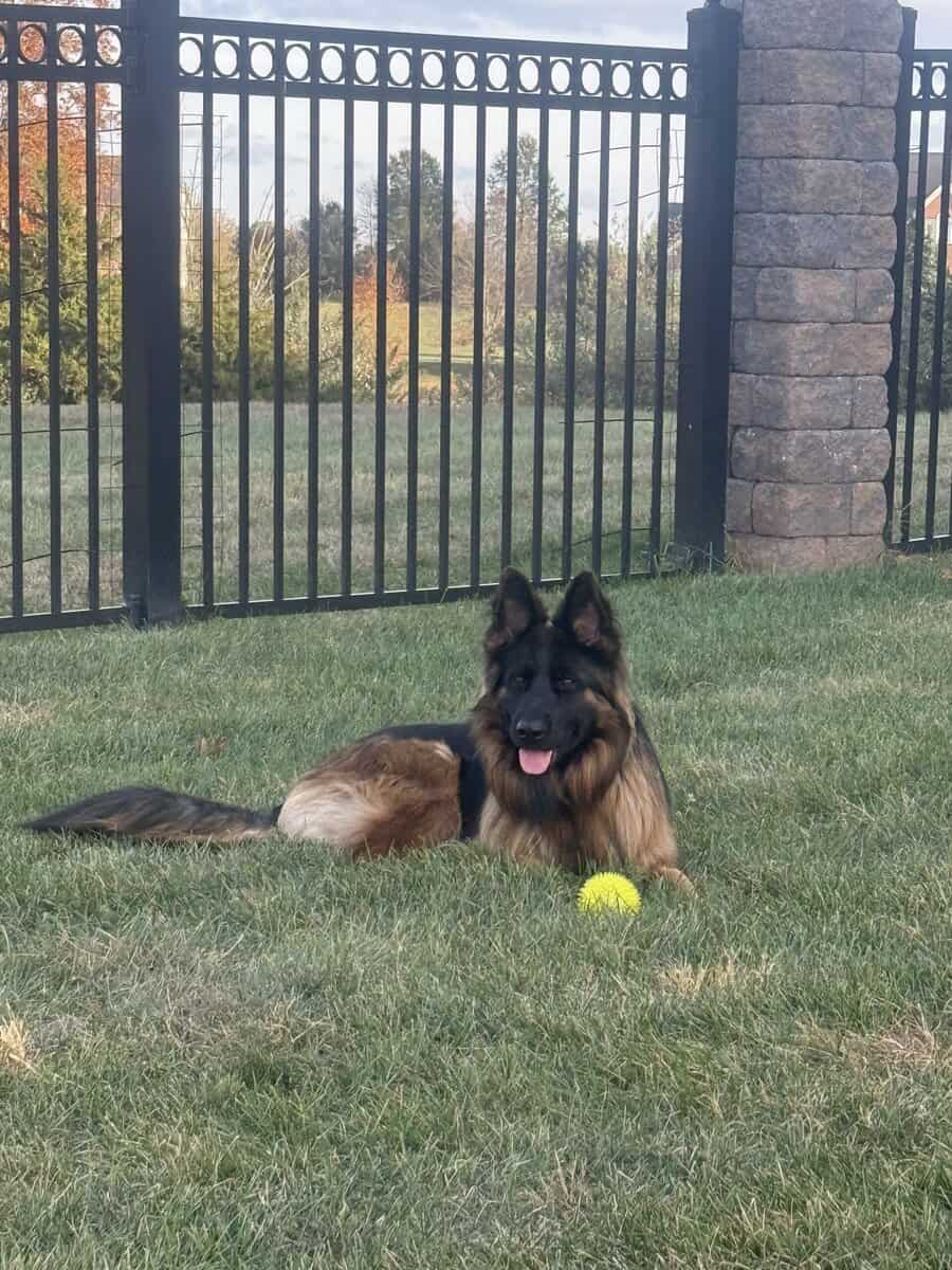 Purebred Champion German Shepherd image 3