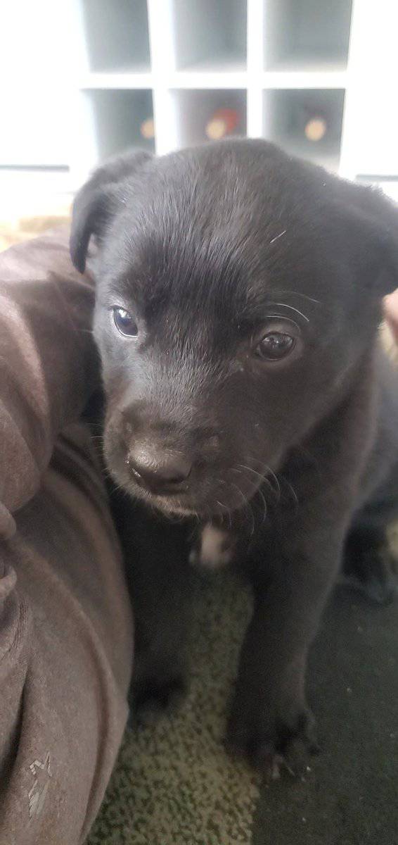 Puppies! image 3