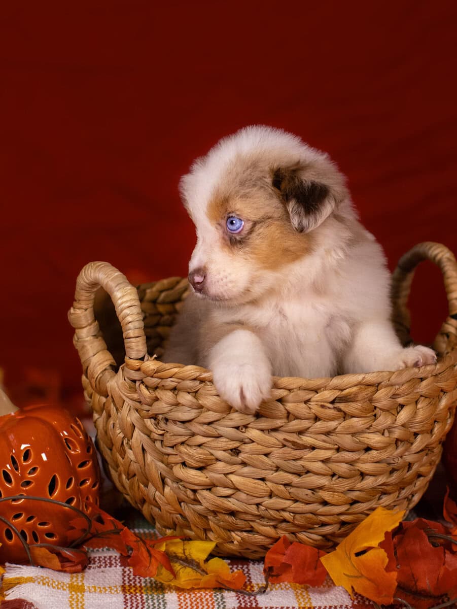 Red Merle Female image 3