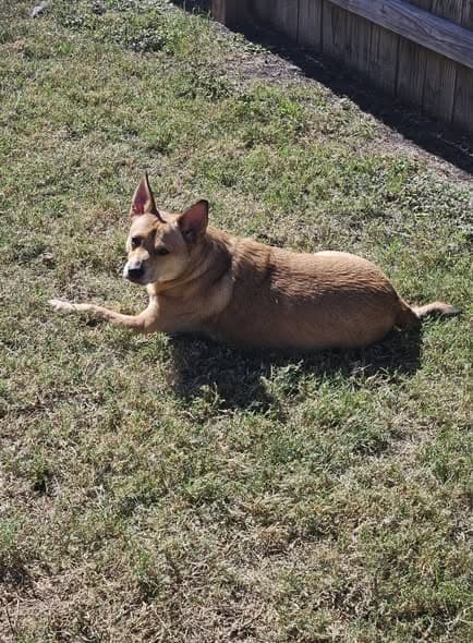 Rehoming My Sweet Girl, Mimi 🐾💔 image 1