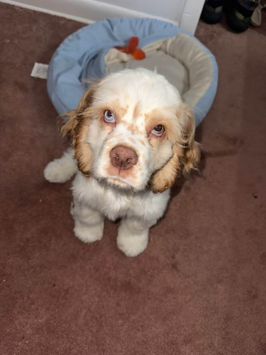 Male Cocker Spaniel for sale image 1