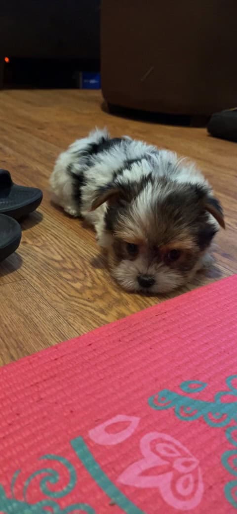Yorkies puppy's ready image 3