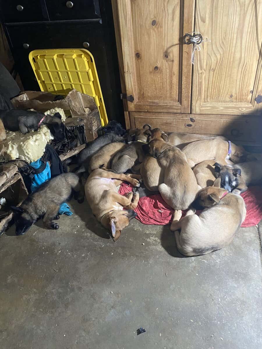 Belgian malinio Dutch Shepard puppies image 1
