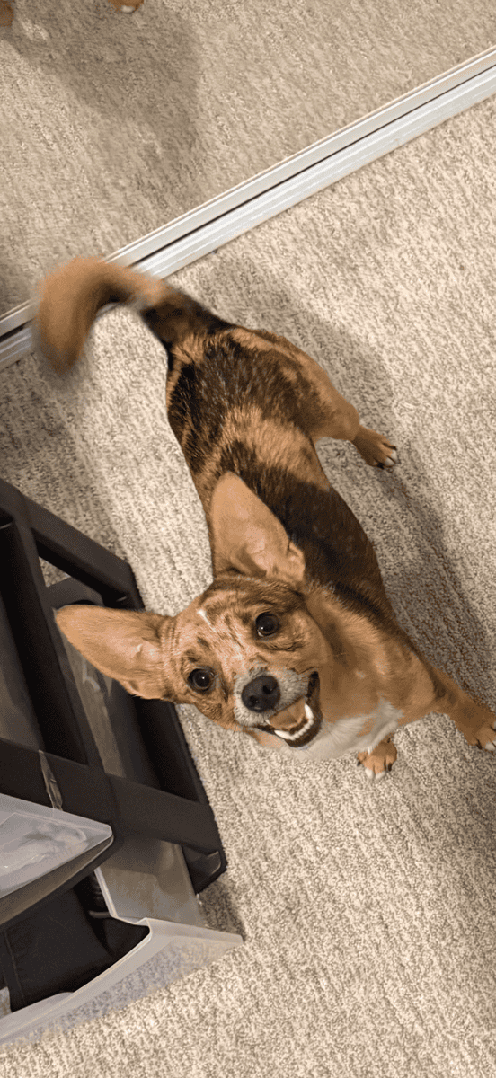 Chihuahua image 2