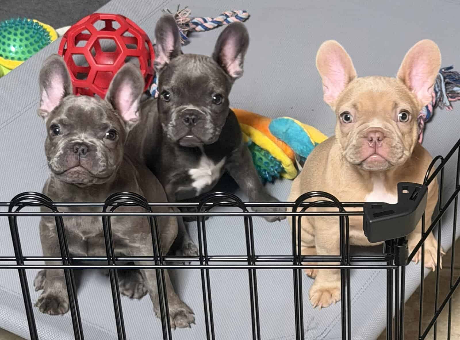 French Bulldog Puppies image 1