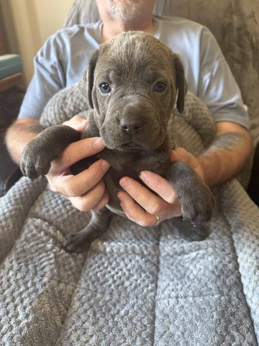 Cane Corso Gray Female Puppy image 1