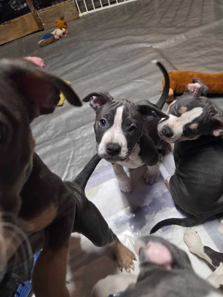 Pitbull puppies image 8