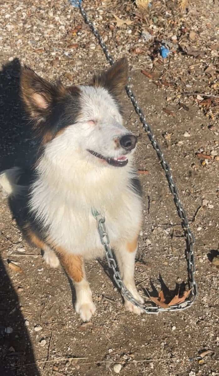 Australian shepherd mix image 5