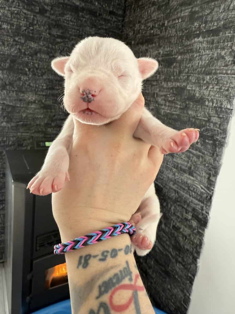 Akc dogo argentino puppies image 3
