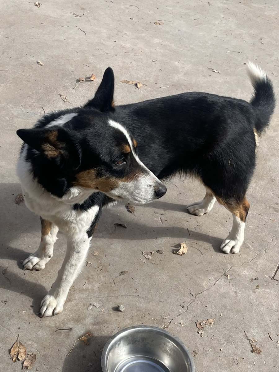 Female 3yrs image 3