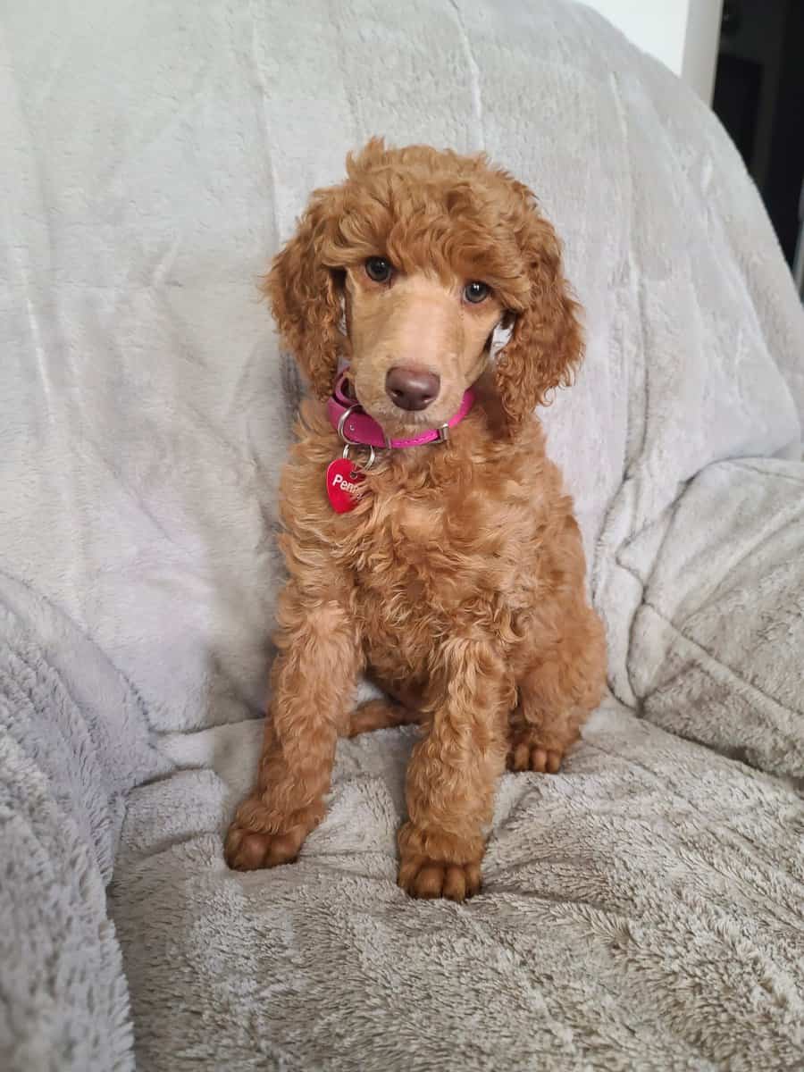 Standard poodle puppies image 2
