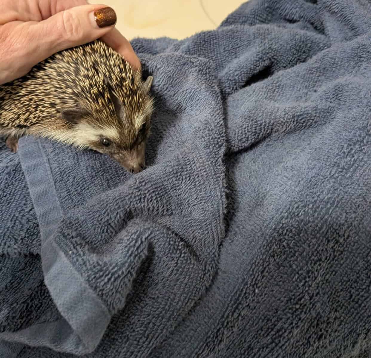 Hedgie needs forever home image 4