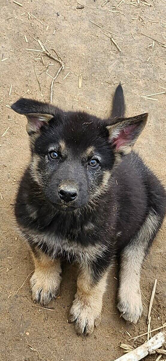 King shepard stud image 4
