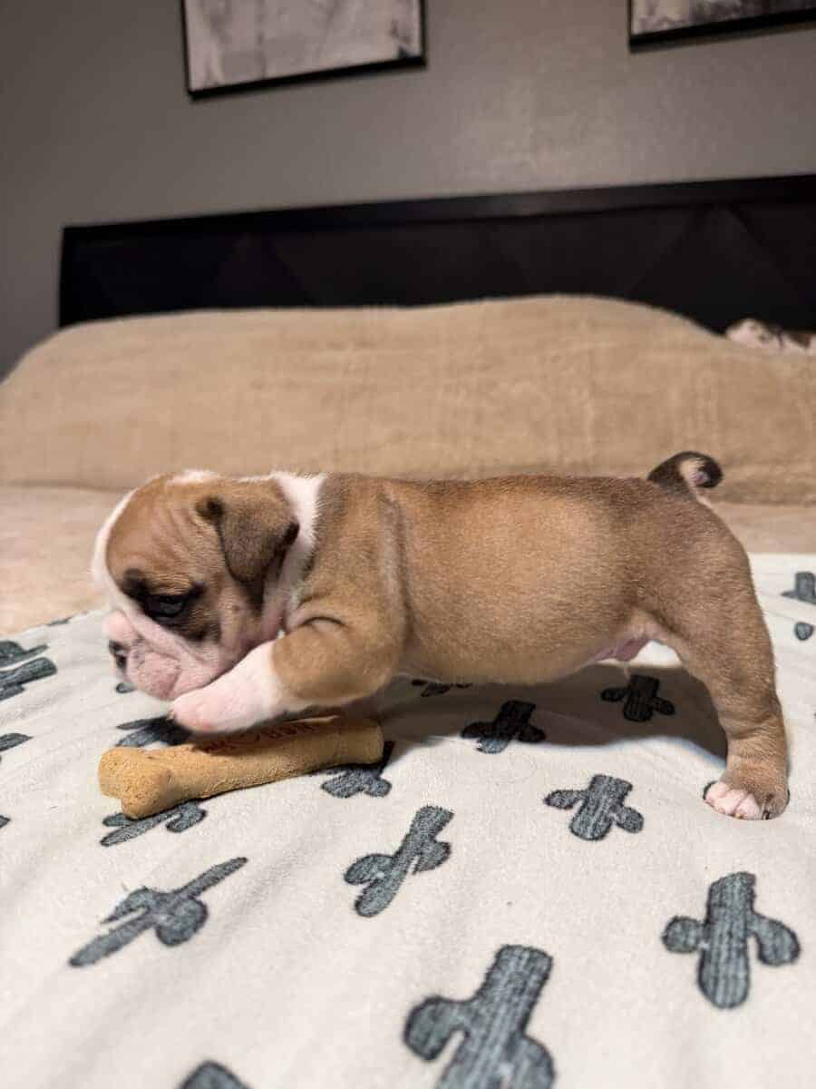 English Bulldog puppies image 6